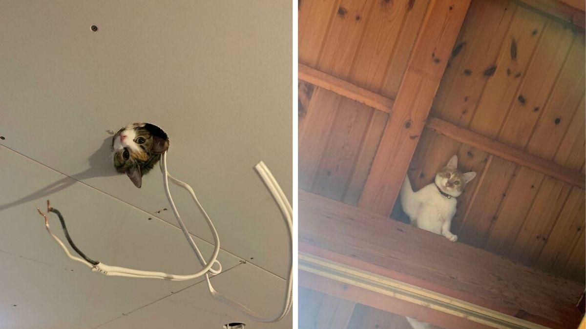 Коты залезли под потолок и подглядывают за людьми: 20 курьезных фото - Pets