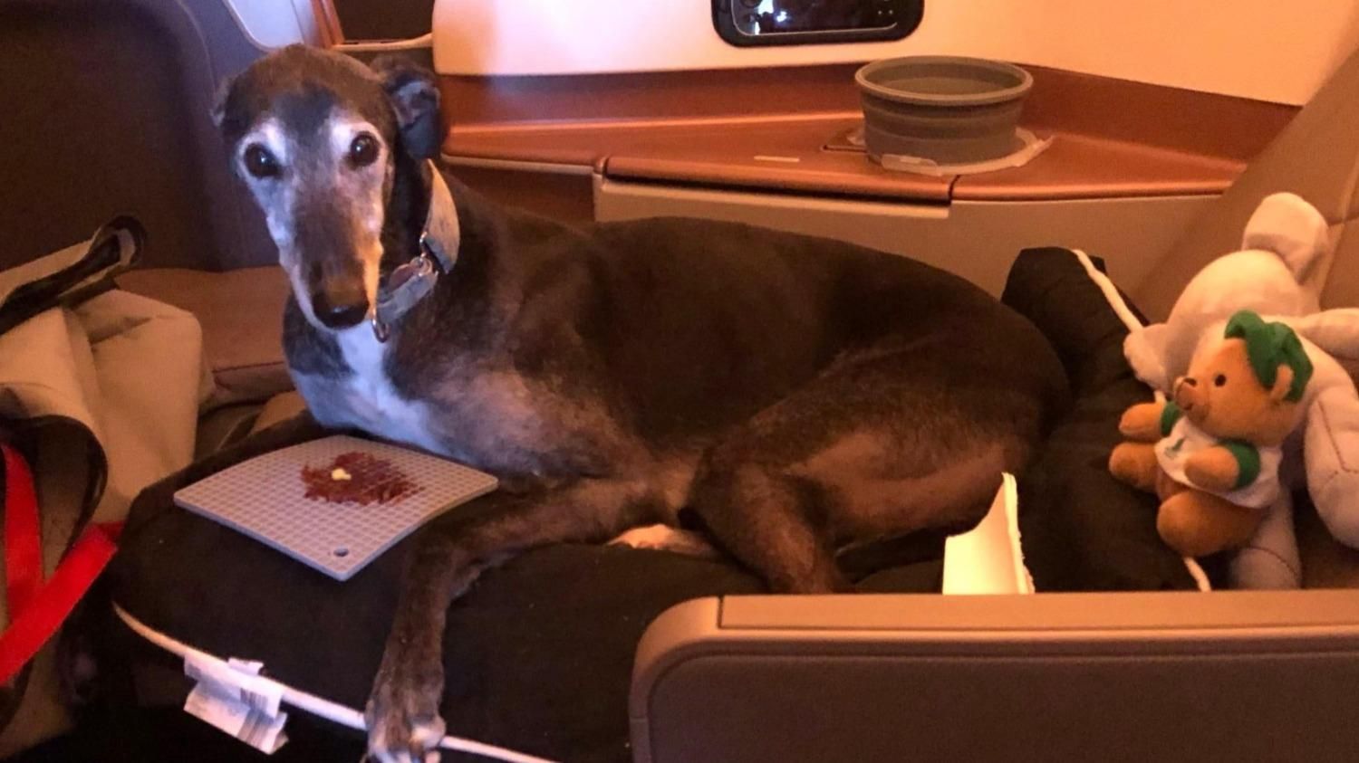 Пес відсвяткував свій день народження у бізнес-класі: вражаючий подарунок від авіакомпанії - Pets Пес відсвяткував свій день народження у бізнес-класі: вражаючий подарунок від авіакомпанії - Pets