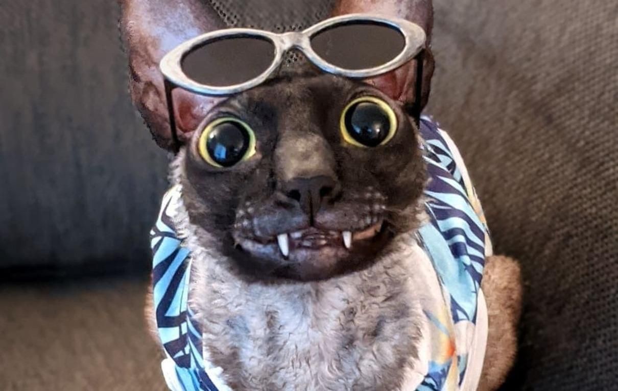 Чеширський кіт існує: його звати Піксель і він дуже популярний у соцмережах - Pets Чеширський кіт існує: його звати Піксель і він дуже популярний у соцмережах - Pets