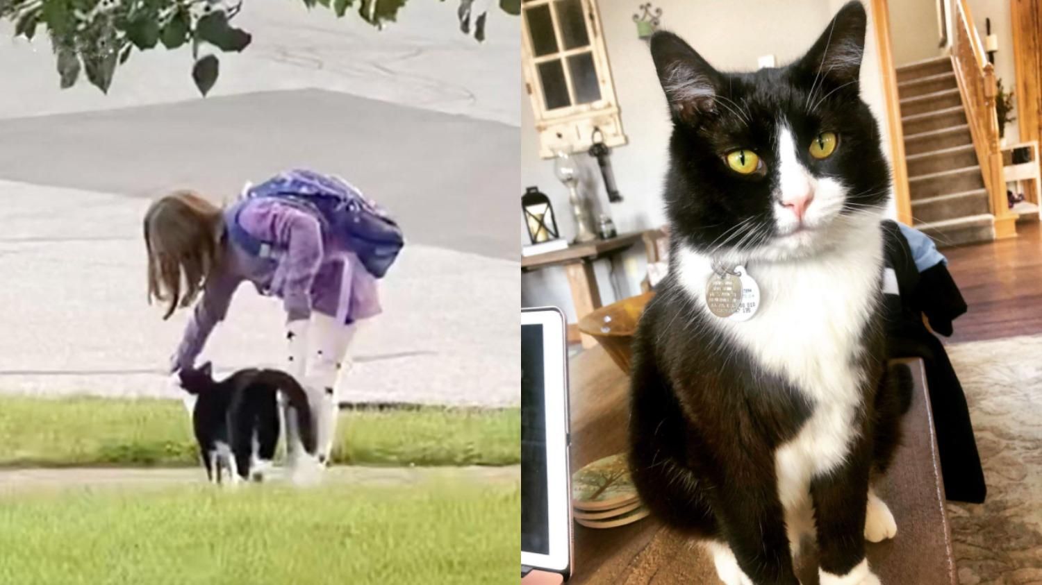 Кот ежедневно проводит 7-летнюю девочку в школу: трогательное видео - Pets Кот ежедневно проводит 7-летнюю девочку в школу: трогательное видео - Pets