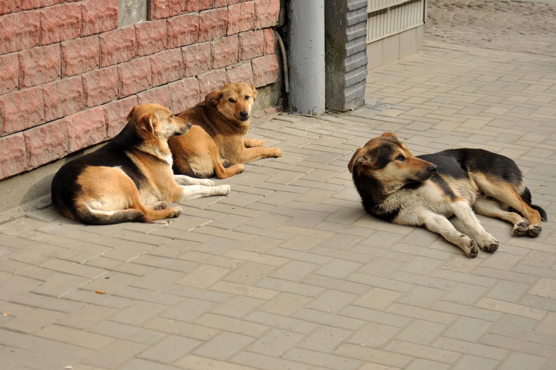 Стерилізація тварин: ветеринар розвінчує популярні міфи - Pets Стерилізація тварин: ветеринар розвінчує популярні міфи - Pets
