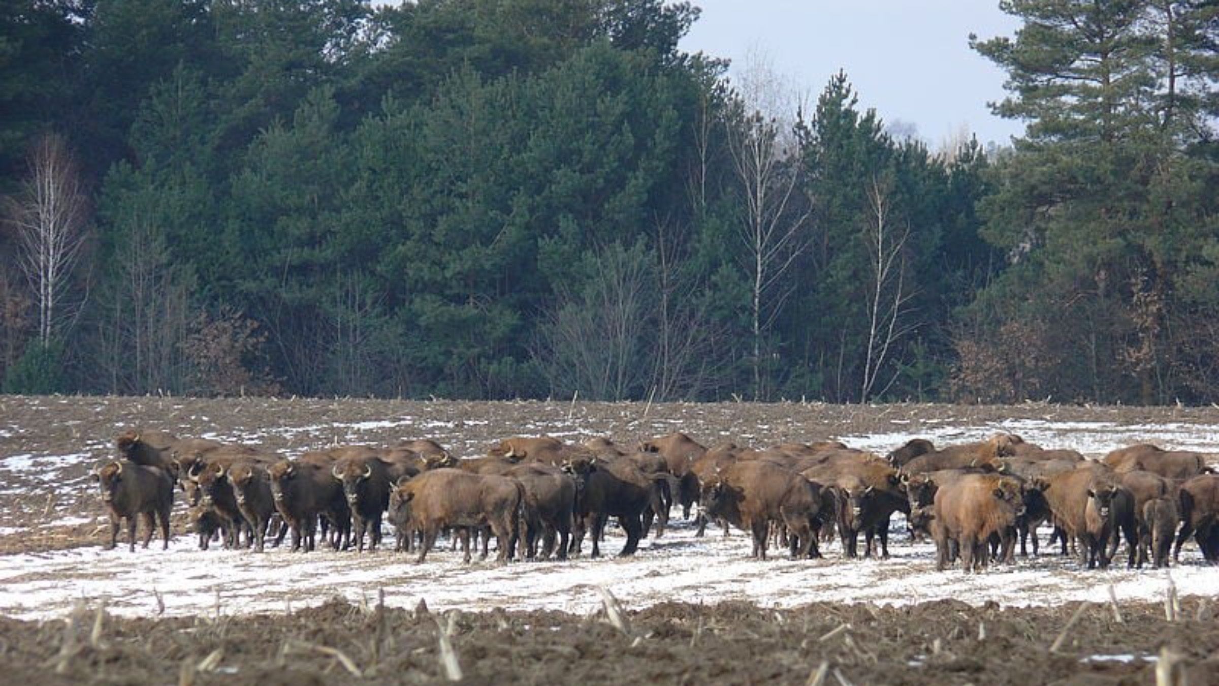 Допомога червонокнижним зубрам на Вінниччині: як узимку рятуватимуть тварин - Pets Допомога червонокнижним зубрам на Вінниччині: як узимку рятуватимуть тварин - Pets