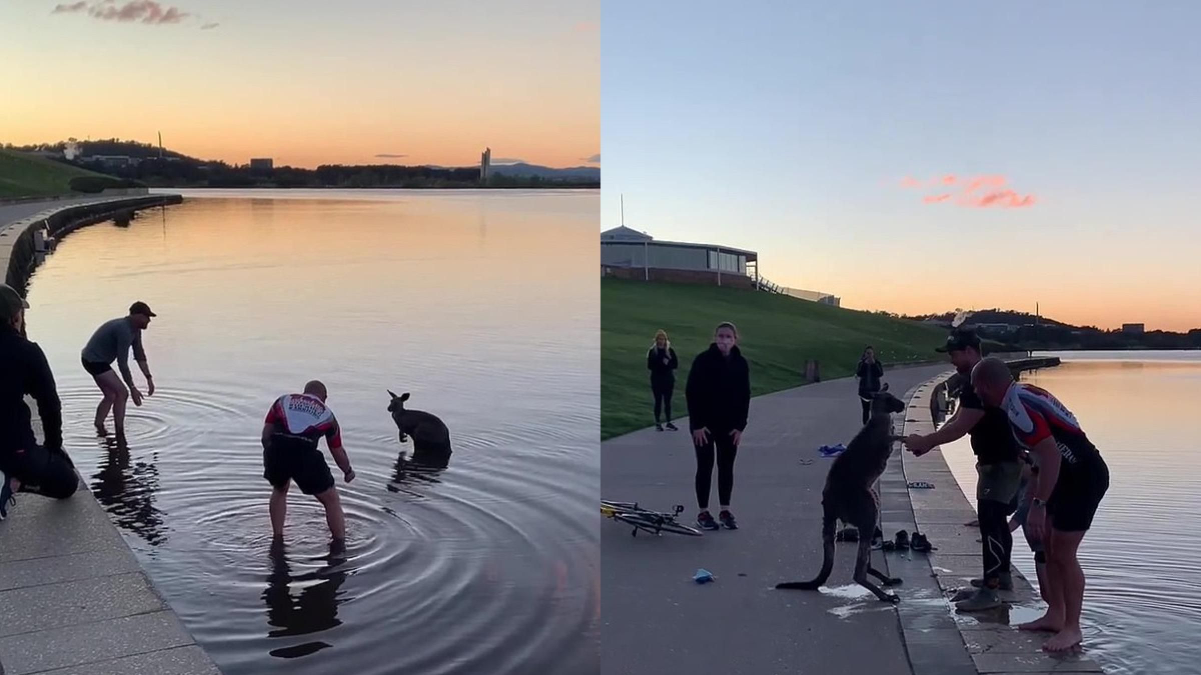 Чоловіки врятували кенгуру з холодної води: як неочікувано віддячила тварина - Pets Чоловіки врятували кенгуру з холодної води: як неочікувано віддячила тварина - Pets