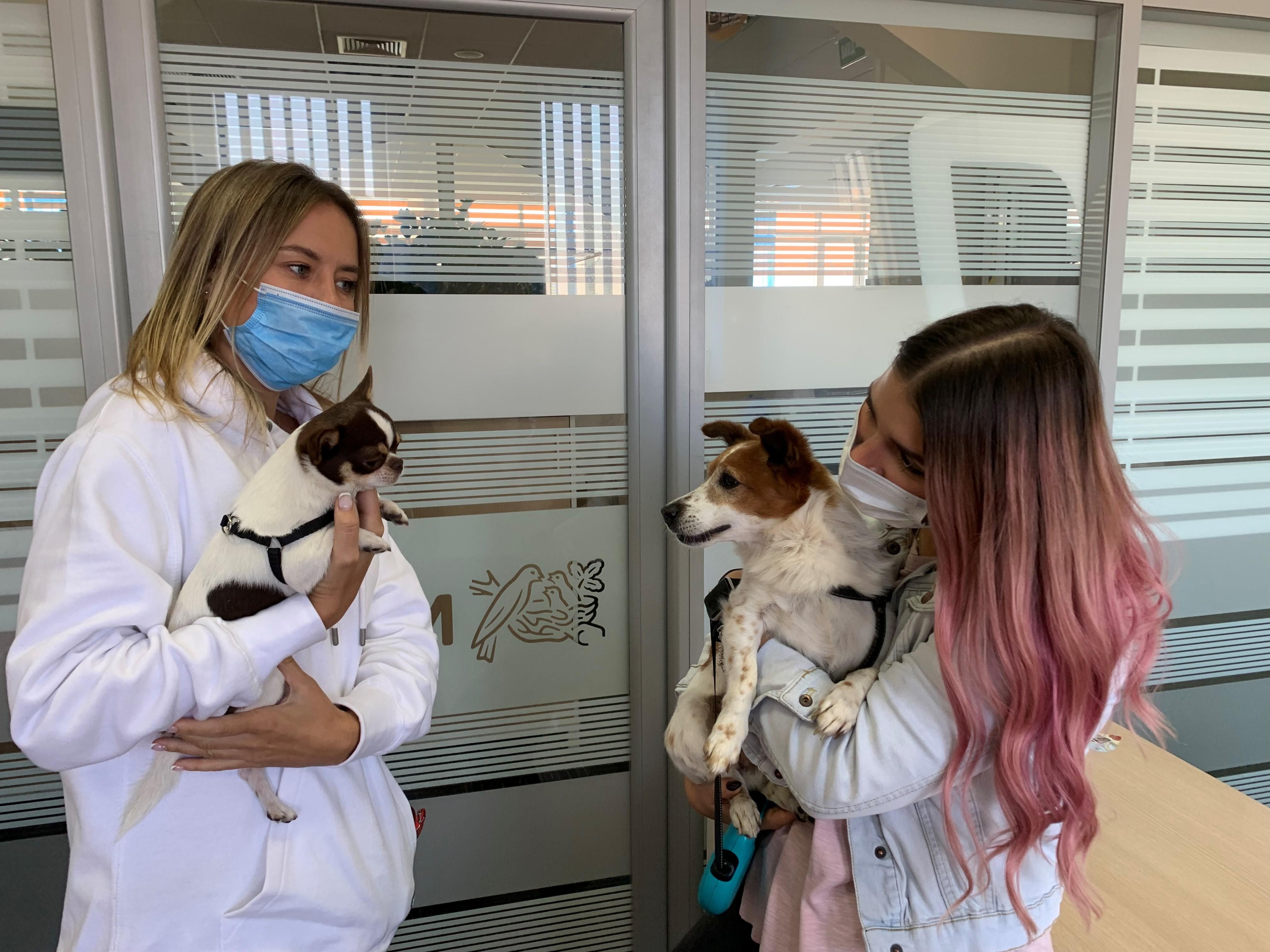 Почему полезно приходить на работу с домашними любимцами: опыт компании Purina® - Pets Почему полезно приходить на работу с домашними любимцами: опыт компании Purina® - Pets