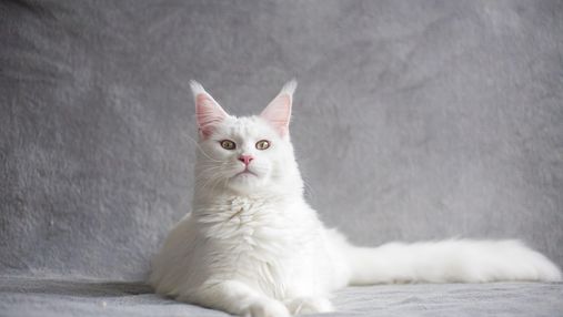 Вовсе не альбиносы: 6 интересных фактов о белых кошках