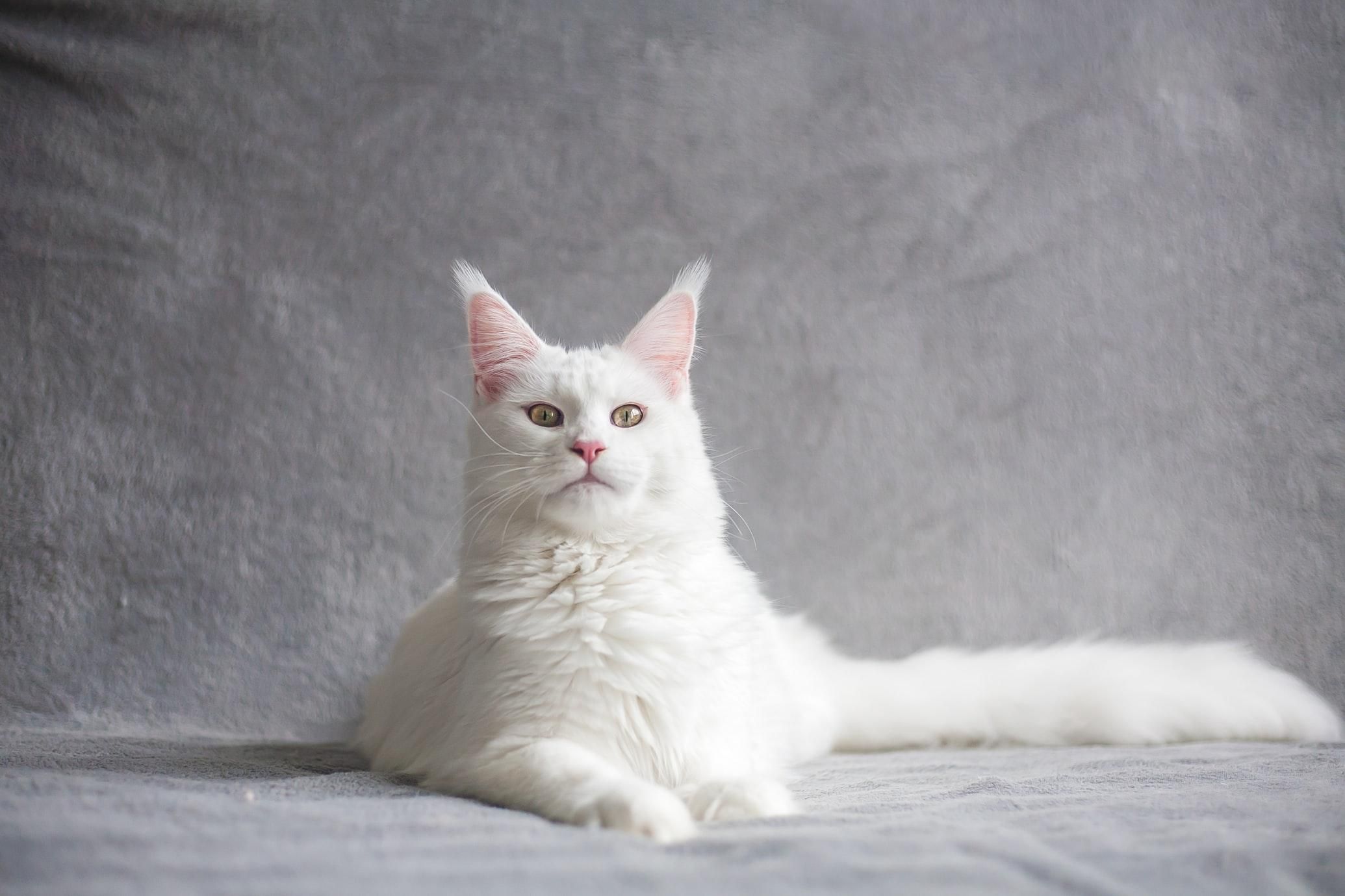 Вовсе не альбиносы: 6 интересных фактов о белых кошках - Pets