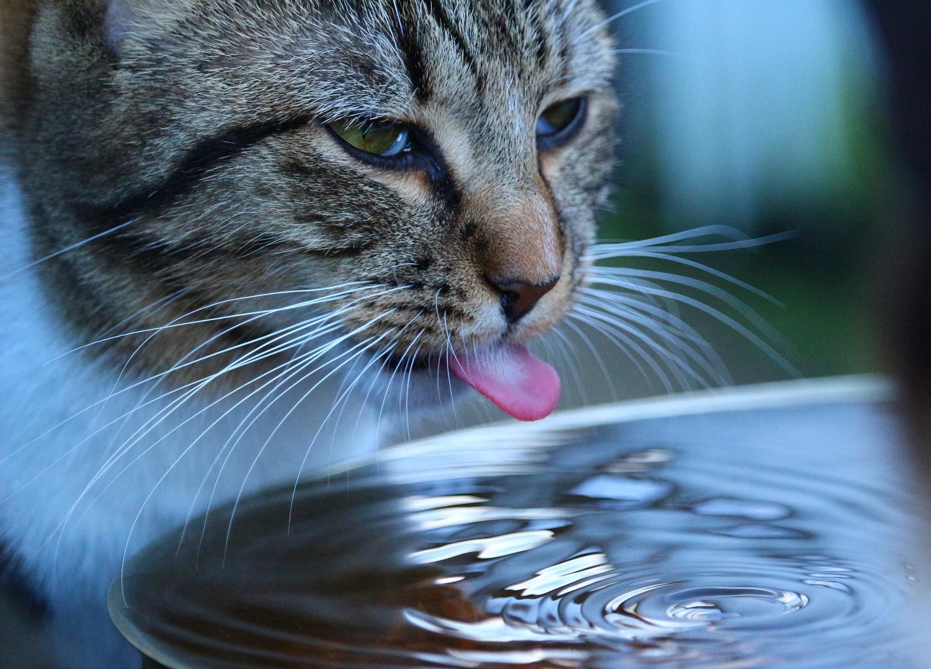 Чому коти п'ють мало води і як запобігти їхньому зневодненню - Pets