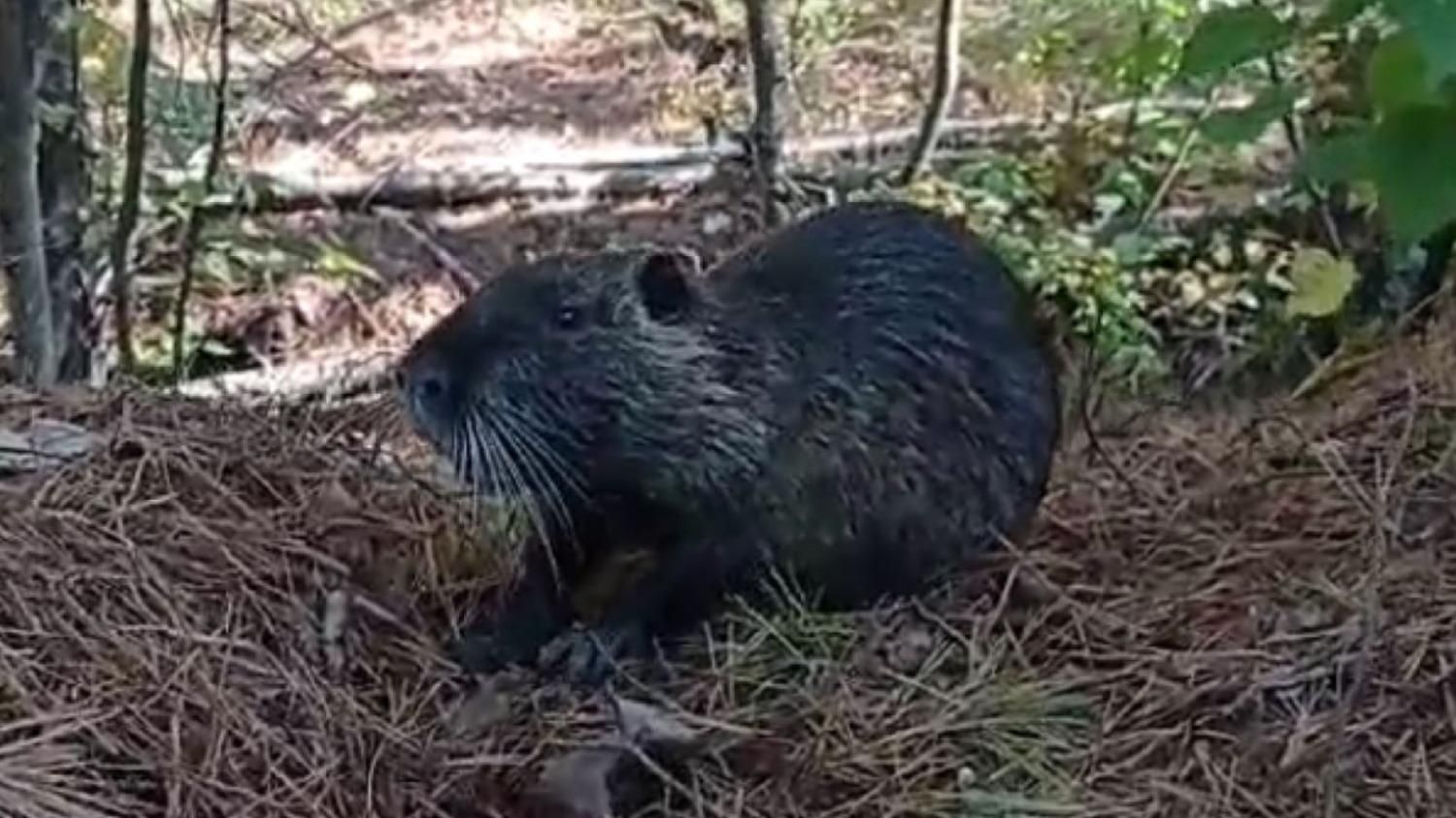 В Чернобыле появилась нутрия: фотодоказательство из зоны отчуждения - Украина новости - Pets В Чернобыле появилась нутрия: фотодоказательство из зоны отчуждения - Украина новости - Pets