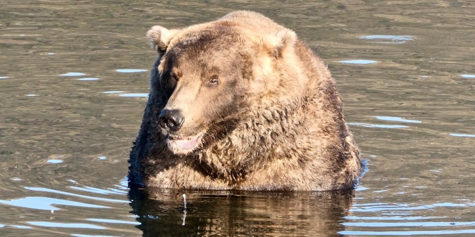На Алясці обрали найтовстішого ведмедя: у нього дуже нетипова риболовля - Pets