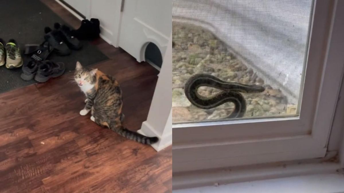 Кішка змогла врятувати змію з пастки: які дії чотирилапої допомогли плазуну - Pets