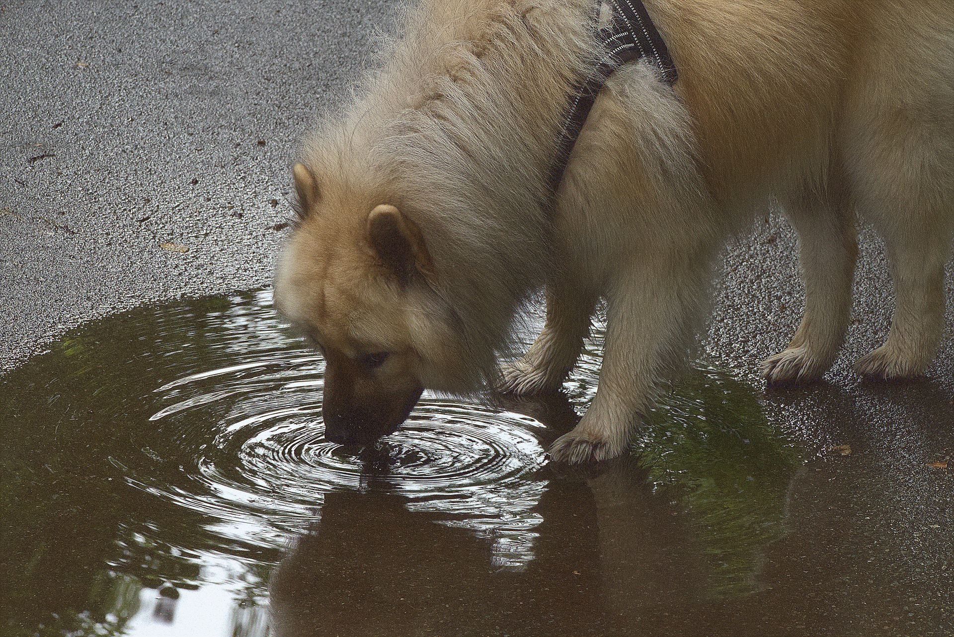 Чому домашнім собакам краще не пити воду з калюж - Pets