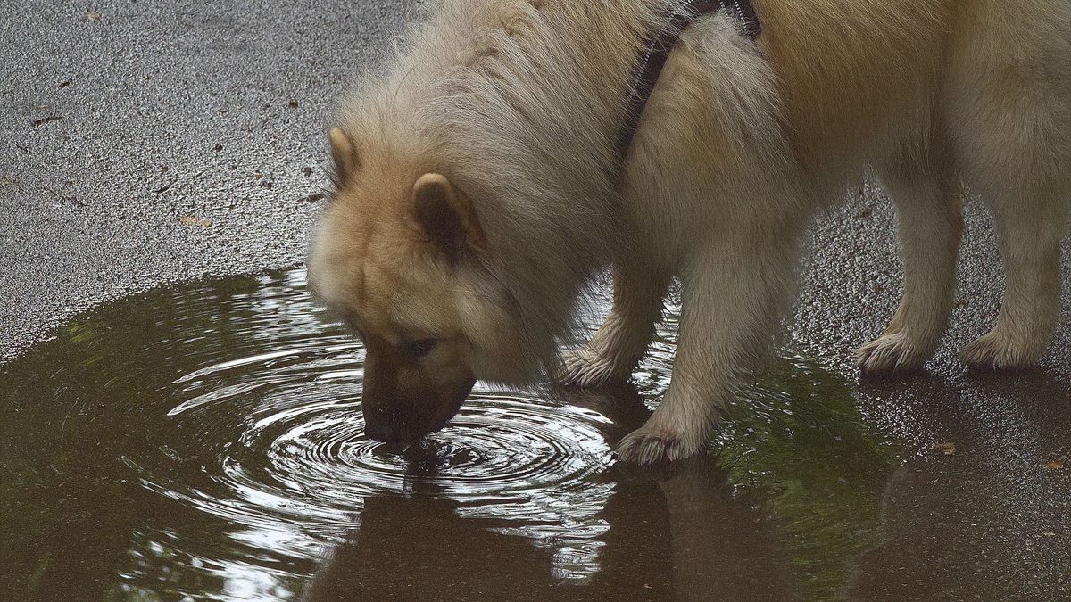 Почему домашним собакам лучше не пить воду из луж - Pets