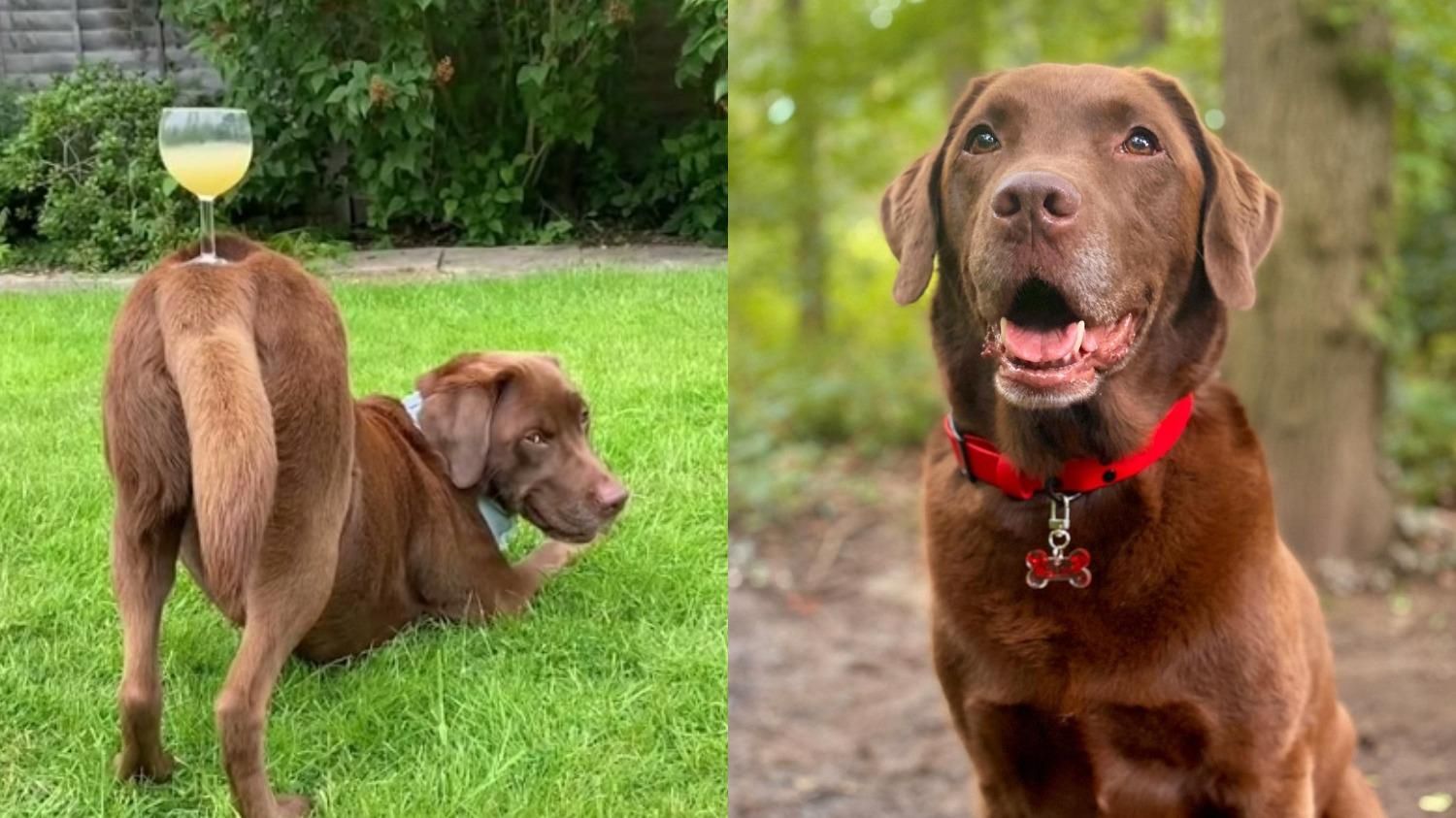 Дива балансу: пес вміє тримати на спині стакан з водою чи келих з соком – відео - Pets Дива балансу: пес вміє тримати на спині стакан з водою чи келих з соком – відео - Pets