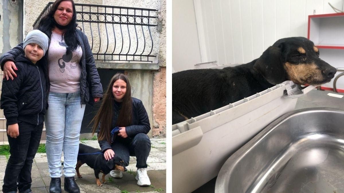 Нашли собаку через полтора года: детали трогательной истории из Черновцов - Новости Черновцов - Pets