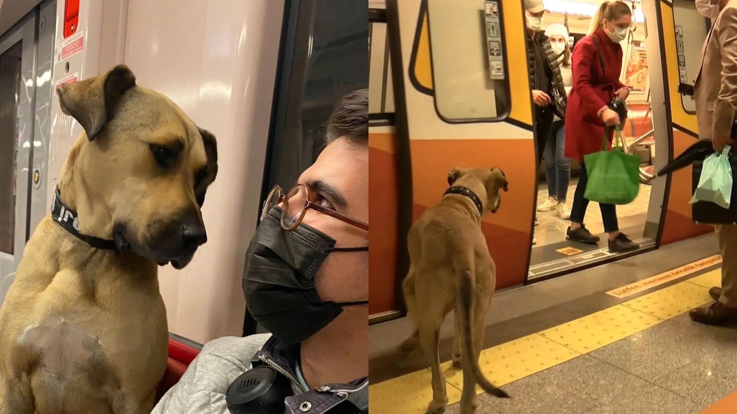 Лучший друг пассажиров: в Стамбуле пес ежедневно самостоятельно путешествует на метро и паромах - Pets