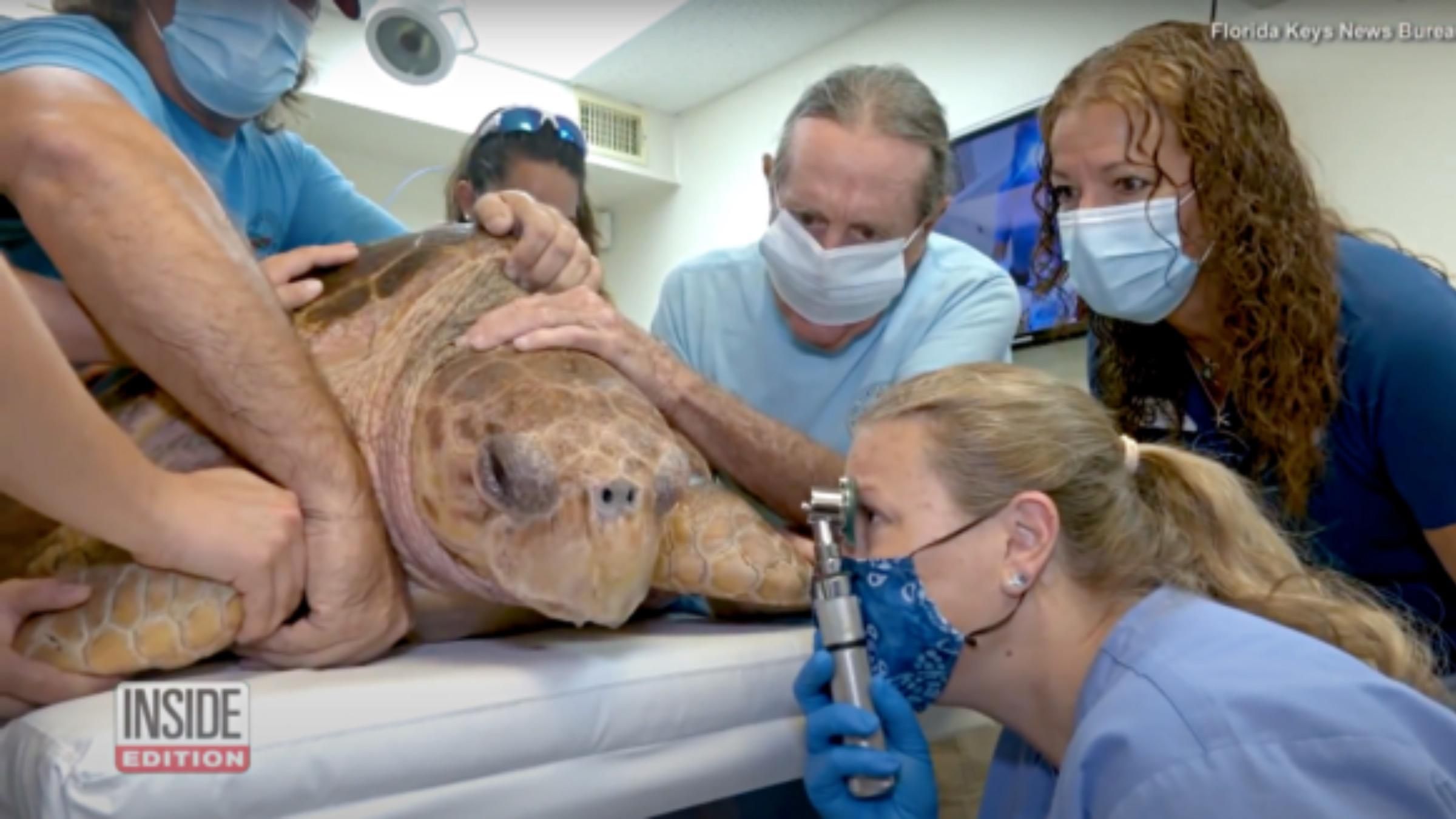 Літак для 100-кілограмової черепахи: як волонтери врятували травмовану істоту - Pets