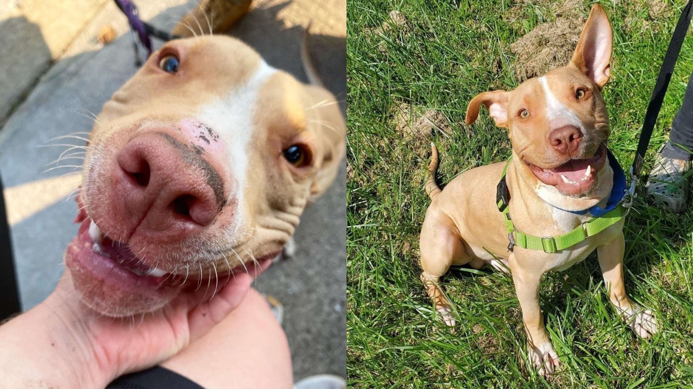 Хотіла обіймів та любові: волонтери врятували собаку, яку покинули попередні власники - Pets