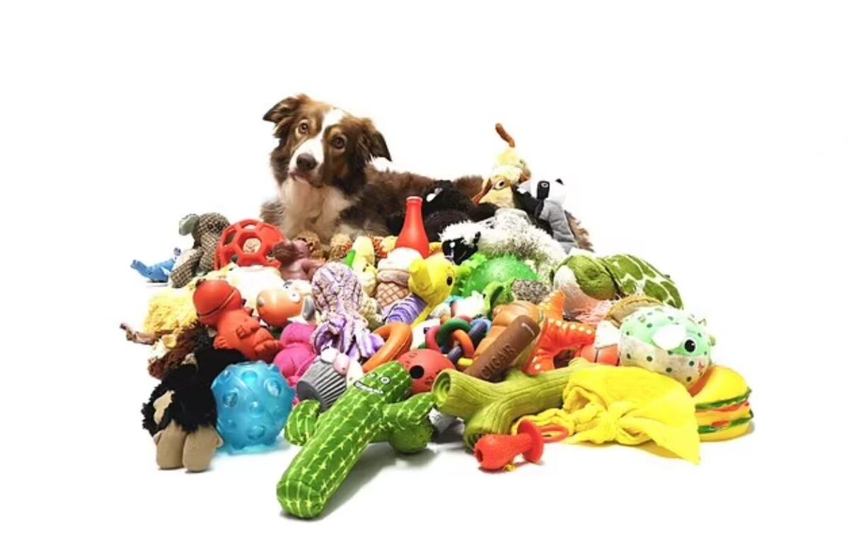 Вчені знайшли 6 найрозумніших собак світу: яка порода має найкращу пам'ять - Pets Вчені знайшли 6 найрозумніших собак світу: яка порода має найкращу пам'ять - Pets