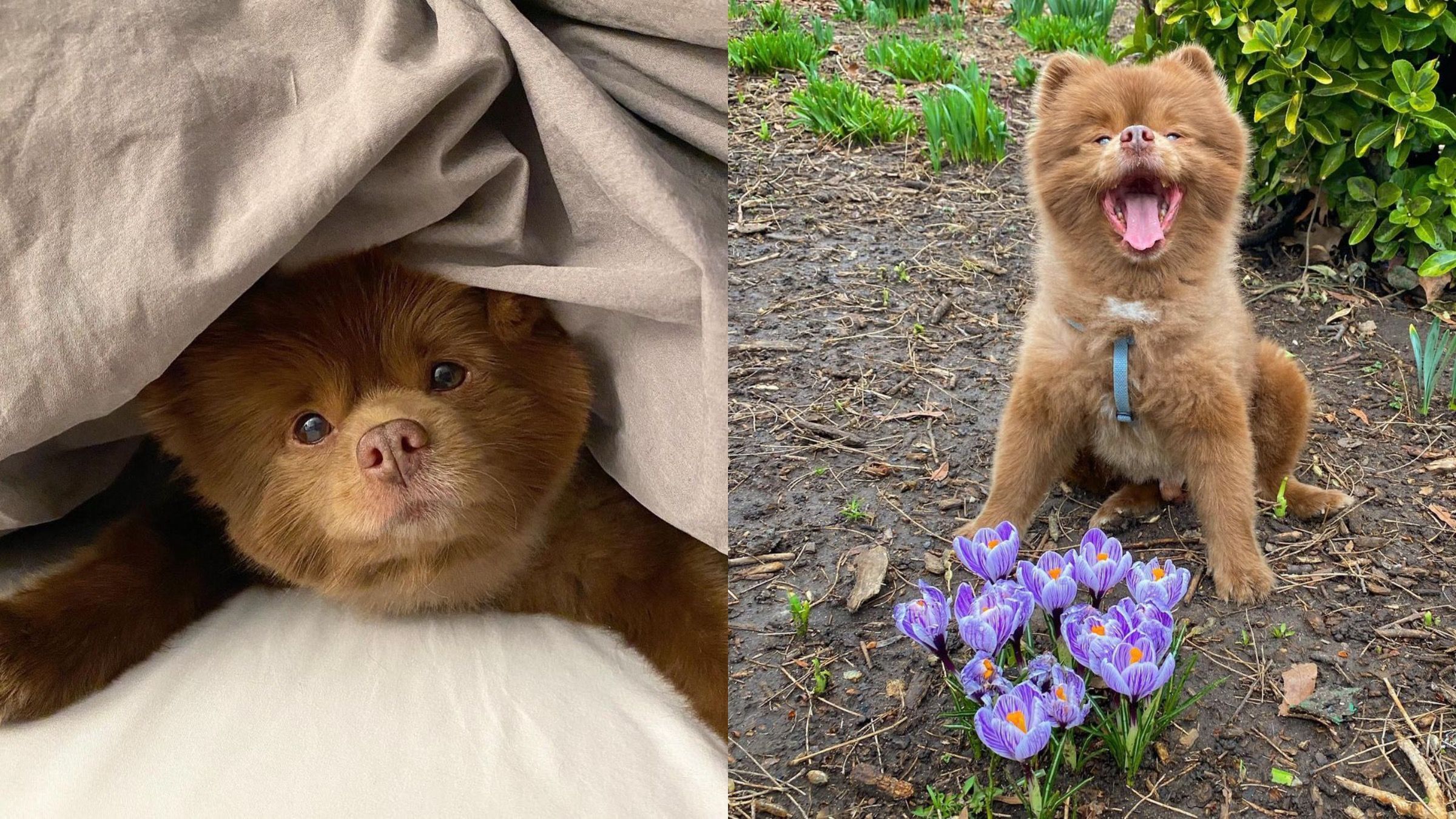 Щенка бросили из-за того, что он был "слишком большим": как стал звездой инстаграм - Pets Щенка бросили из-за того, что он был "слишком большим": как стал звездой инстаграм - Pets