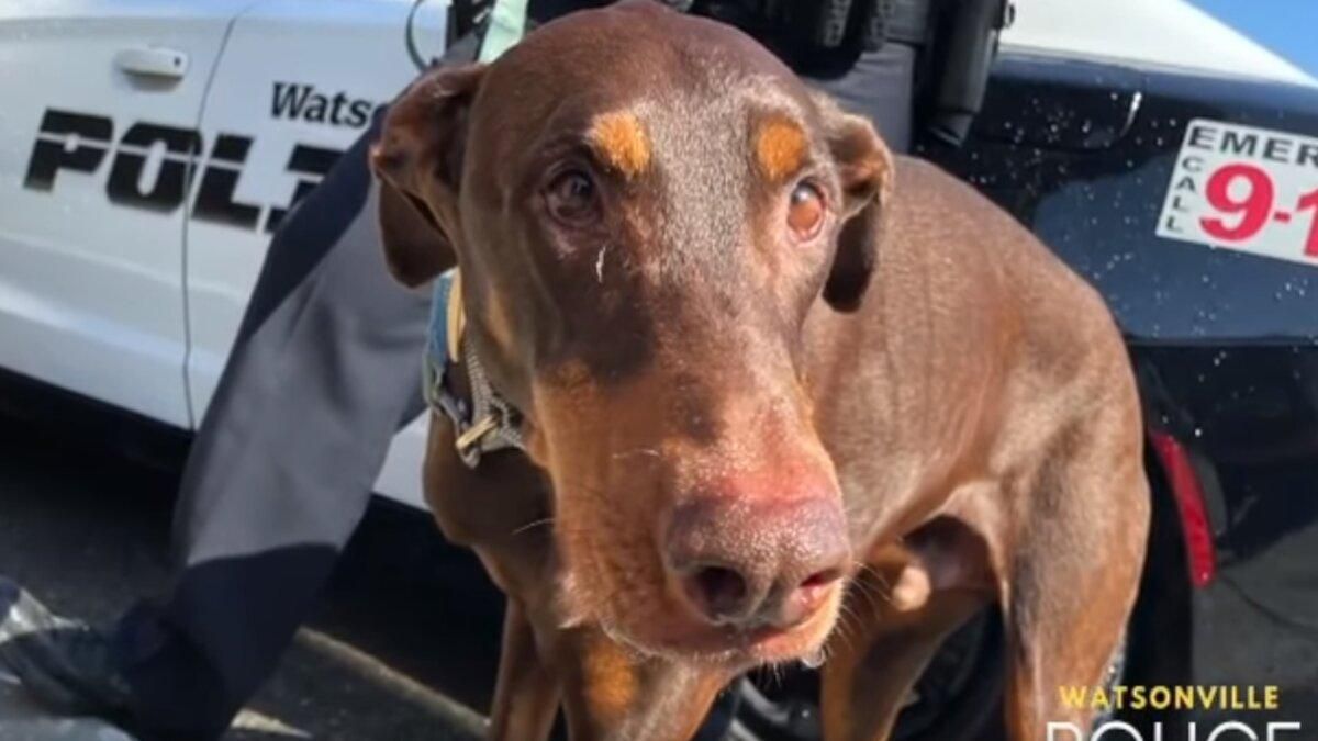 Плакал от радости: мужчине вернули его любимого пса – трогательное видео - Pets