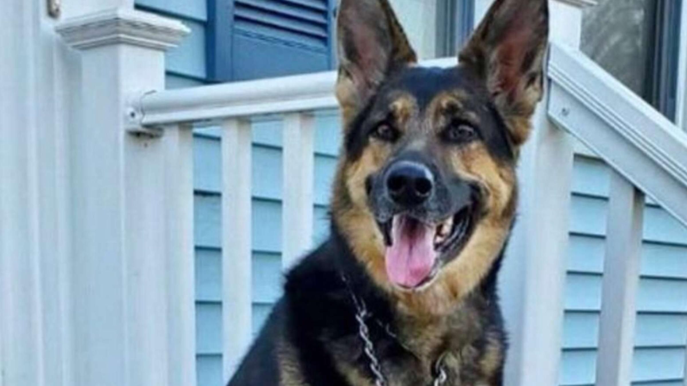 Схватила за воротник и тянула: собака спасла хозяина, когда у него случился инсульт - Pets