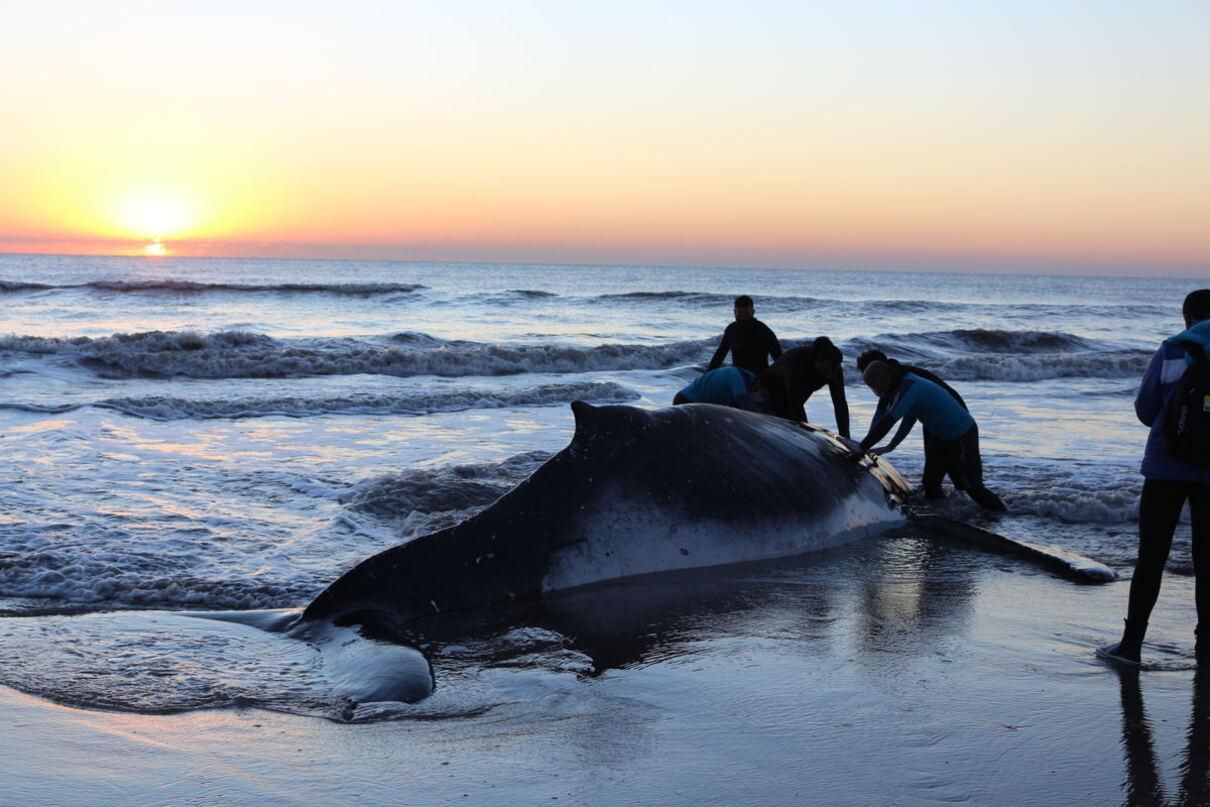 В Аргентине спасли двух горбатых китов: невероятные фото и видео - Pets