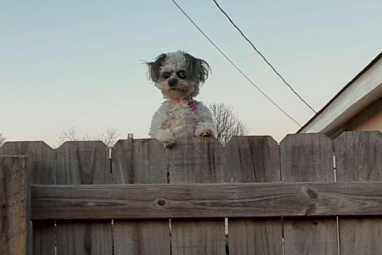 Погляд песика з-за паркану перелякав людей і став мемом - Pets Погляд песика з-за паркану перелякав людей і став мемом - Pets