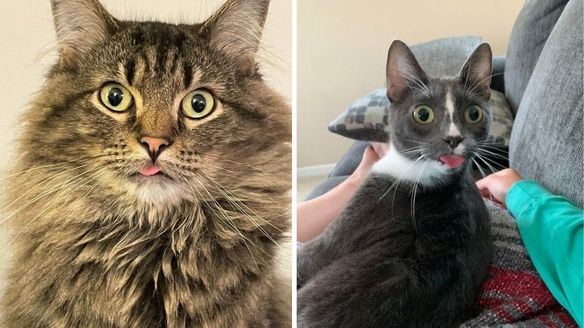 Показали язык: 10 забавных фото котов, которые "дразнят" людей - Pets