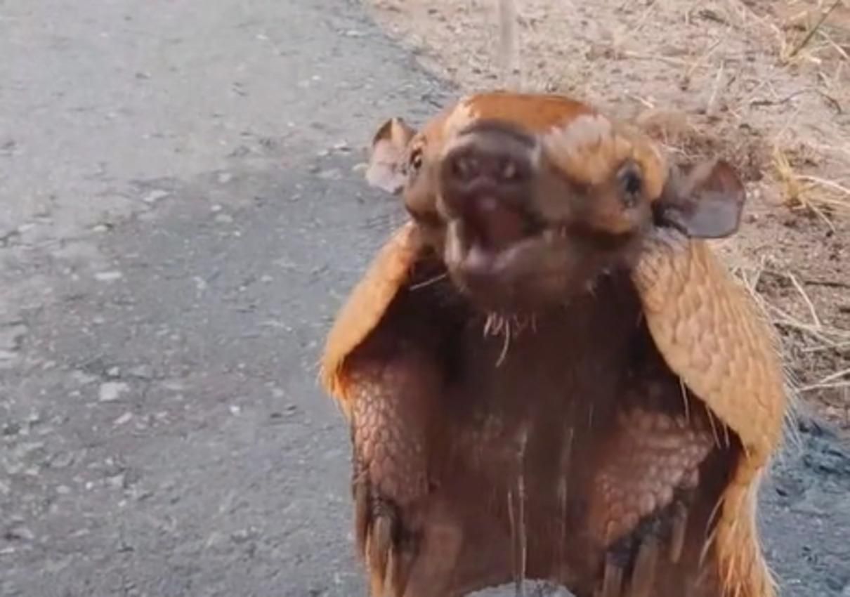 Міміметр зашкалює: мотоцикліст врятував спраглого броненосця на трасі - Pets Міміметр зашкалює: мотоцикліст врятував спраглого броненосця на трасі - Pets