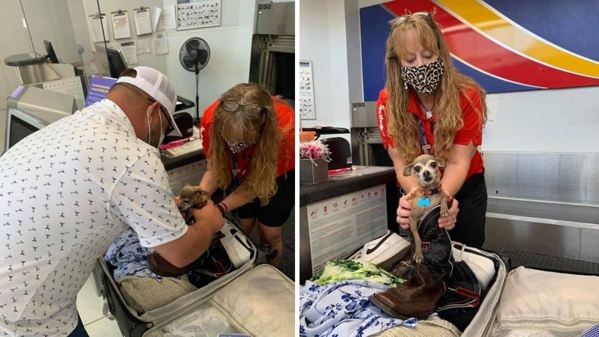 Знайшли в аеропорту: собака непомітно заховався у валізу, щоб летіти на відпочинок - Pets Знайшли в аеропорту: собака непомітно заховався у валізу, щоб летіти на відпочинок - Pets