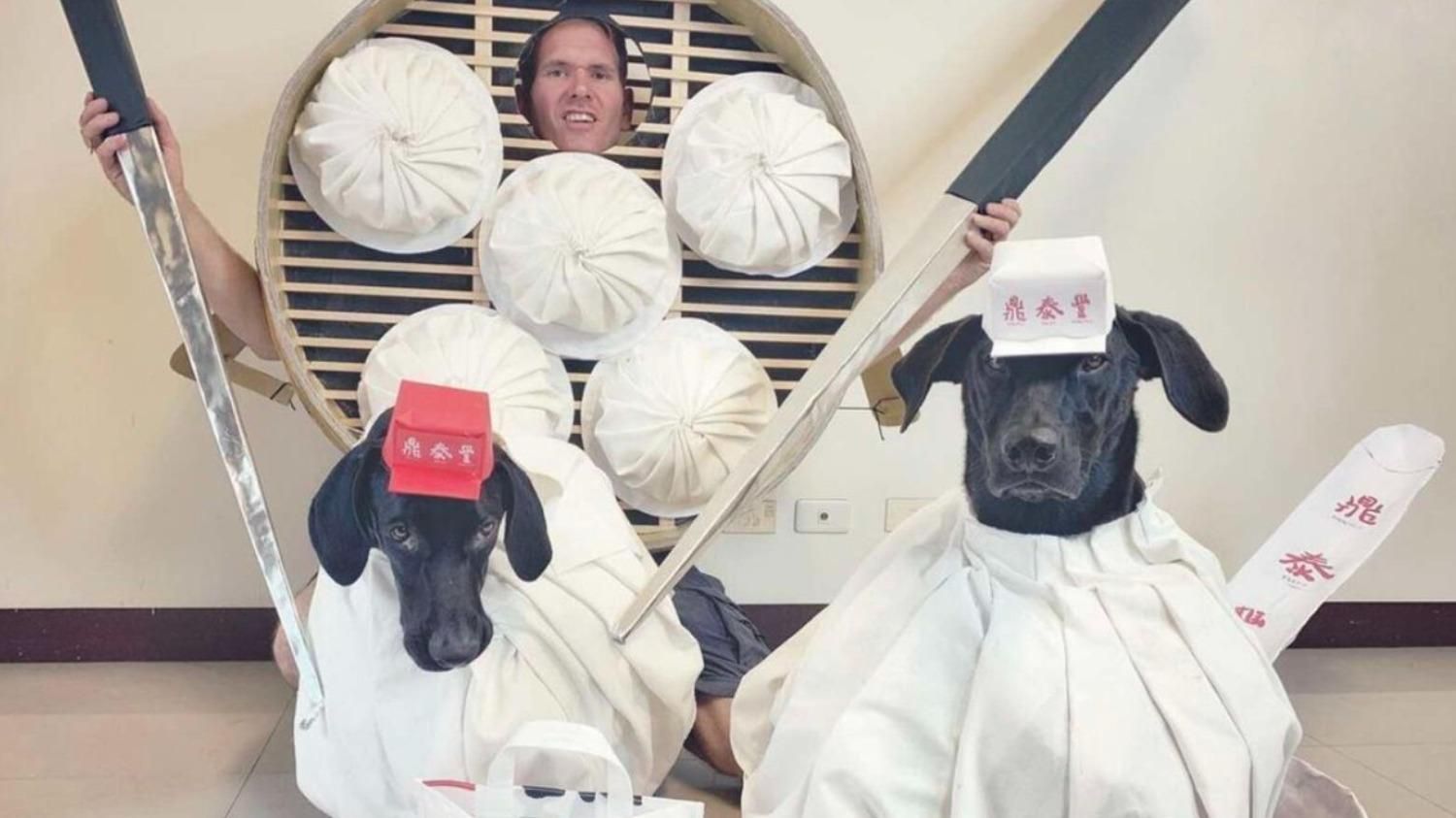 Костюми для собак на Геловін: які кумедні образи створює господар - Pets Костюми для собак на Геловін: які кумедні образи створює господар - Pets