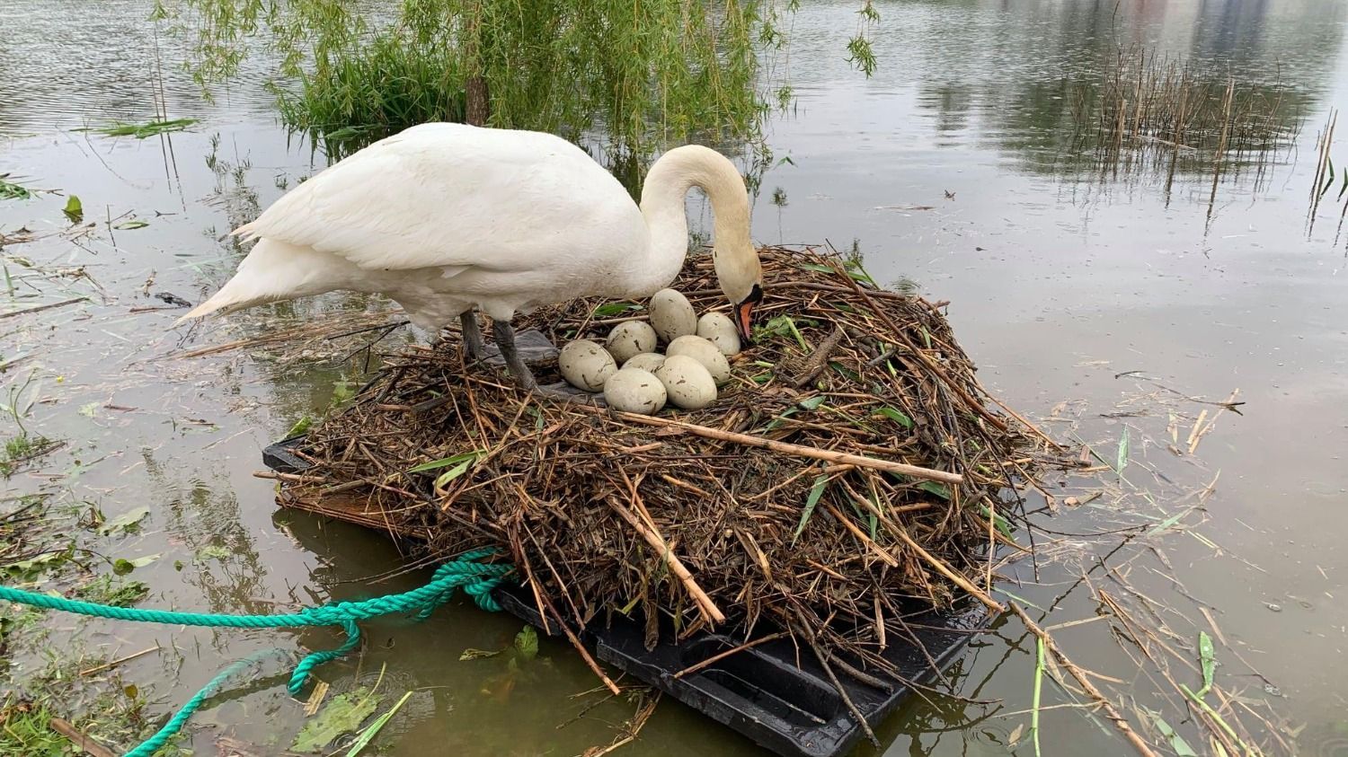 Цілу ніч будував імпровізований пліт: чоловік не дав загинути лебединій сім'ї - Pets Цілу ніч будував імпровізований пліт: чоловік не дав загинути лебединій сім'ї - Pets