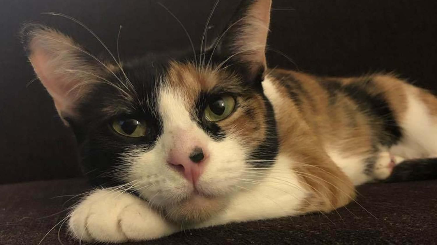 Кошка спасла хозяев от опасной утечки газа: какое поведение животного помогло семье - Pets Кошка спасла хозяев от опасной утечки газа: какое поведение животного помогло семье - Pets