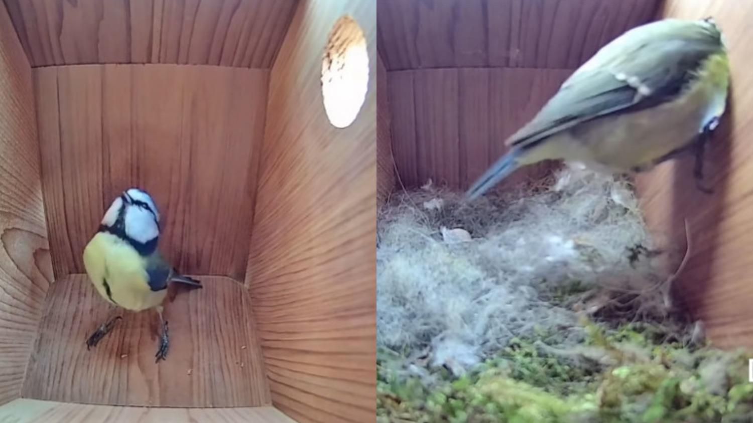 Ученые установили камеру в скворечнике: что происходит с маленькими деревянными стенами - Pets Ученые установили камеру в скворечнике: что происходит с маленькими деревянными стенами - Pets