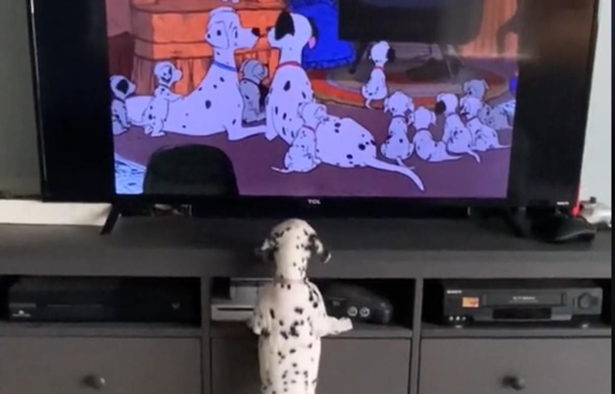 102 далматинці: плямисте цуценя розчулило мережу, дивлячись мультик - Pets 102 далматинці: плямисте цуценя розчулило мережу, дивлячись мультик - Pets