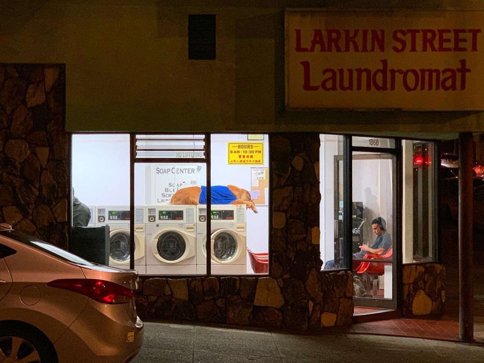 Пес обожает лежать на стиральных машинах и стал знаменитостью - Pets Пес обожает лежать на стиральных машинах и стал знаменитостью - Pets