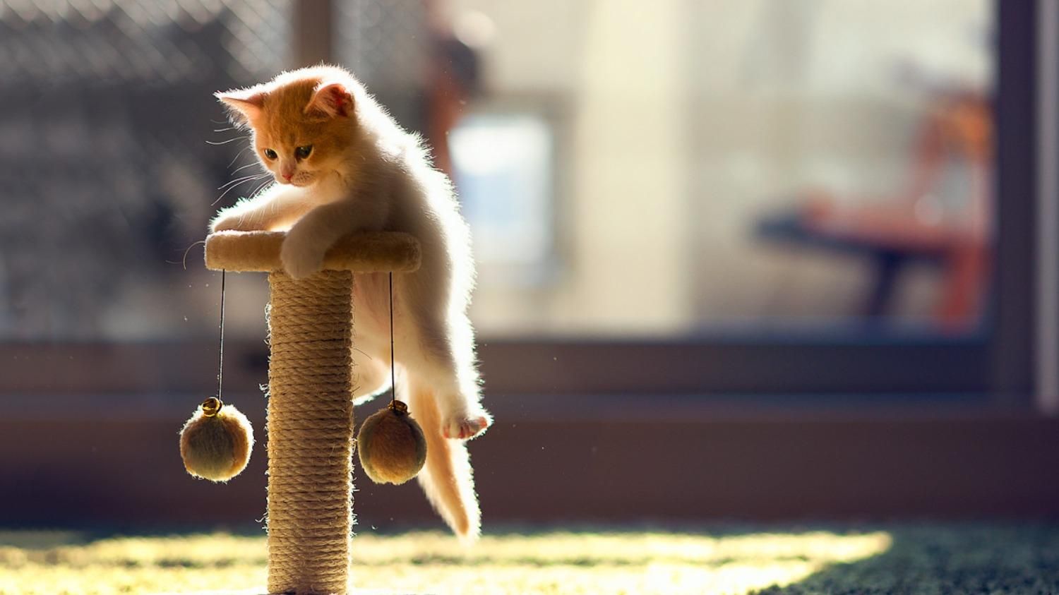 Как научить котенка пользоваться дряпкой для когтей: практические и действенные советы - Pets Как научить котенка пользоваться дряпкой для когтей: практические и действенные советы - Pets