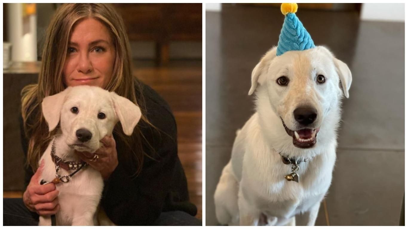 Дженнифер Энистон взяла щенка из приюта: как вырос малыш - Pets