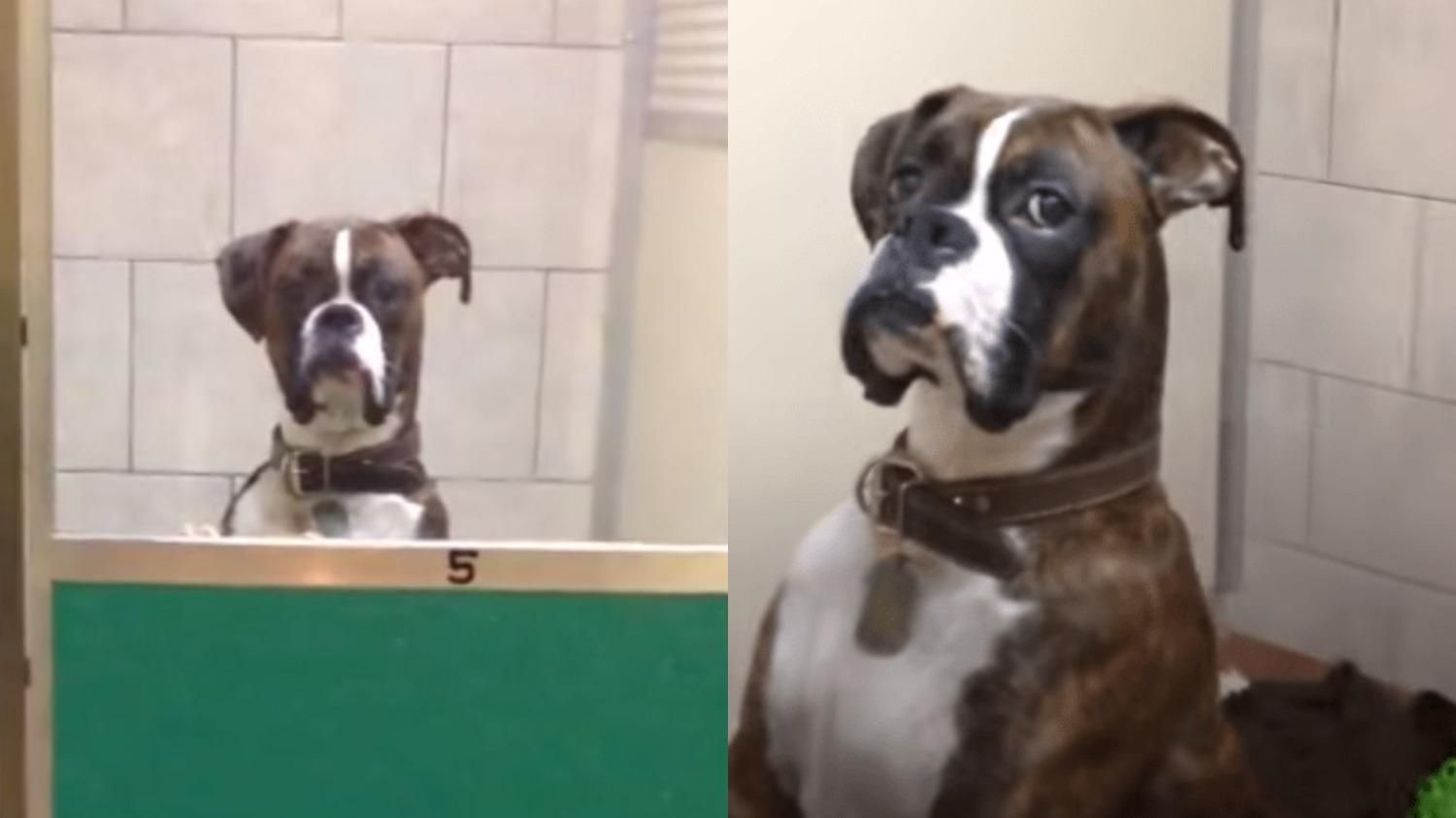 Пес "грозно" встретил хозяина из отпуска: смешное видео - Pets Пес "грозно" встретил хозяина из отпуска: смешное видео - Pets
