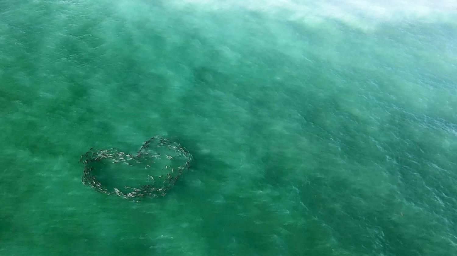 Стая рыб в форме сердца: американец сделал впечатляющие фото с дрона - Pets