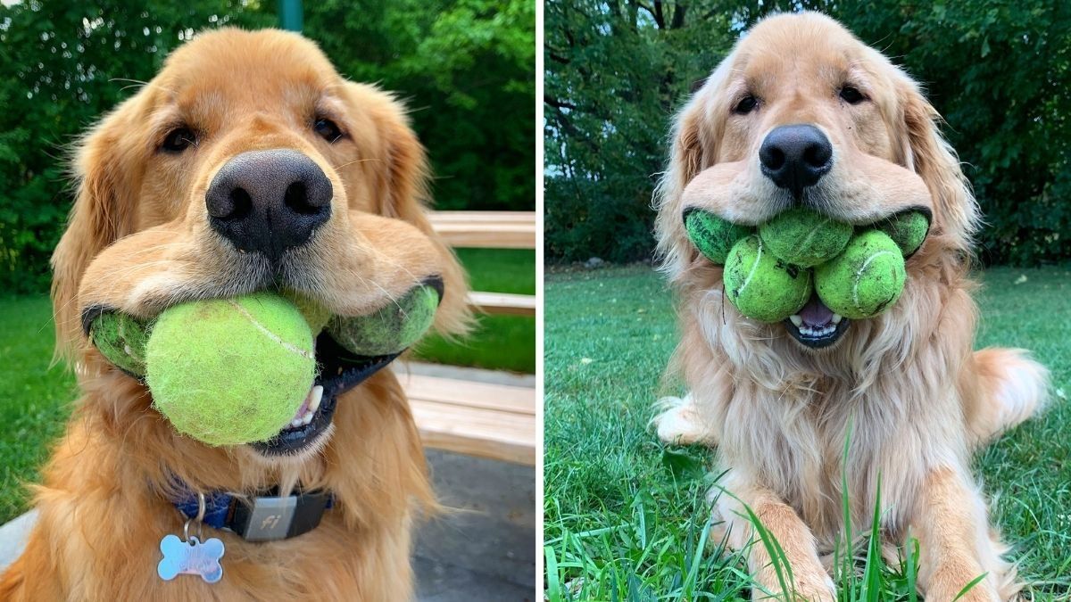Самая большая морда в мире: за что ретривер из Нью-Йорка попал в Книгу рекордов Гиннеса - Pets Самая большая морда в мире: за что ретривер из Нью-Йорка попал в Книгу рекордов Гиннеса - Pets