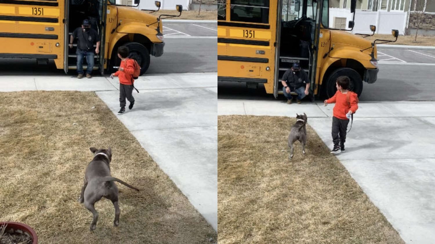 Питбуль ежедневно благодарит водителя школьного автобуса: какой трогательный метод использует - Pets
