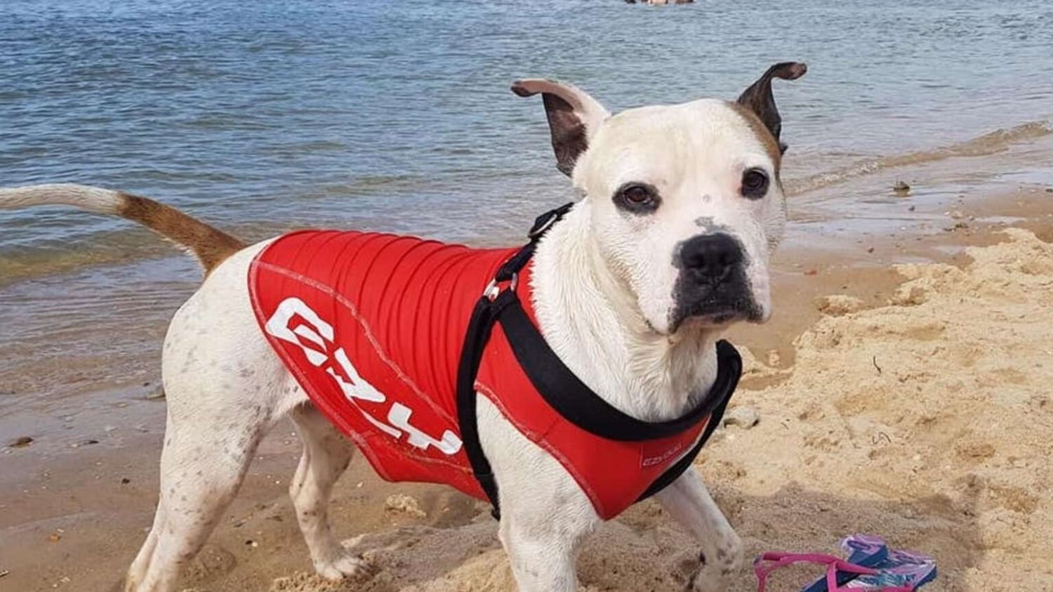 Дозволив вхопитися за жилет: пес врятував хлопчика, що не впорався з хвилями океану - Pets Дозволив вхопитися за жилет: пес врятував хлопчика, що не впорався з хвилями океану - Pets