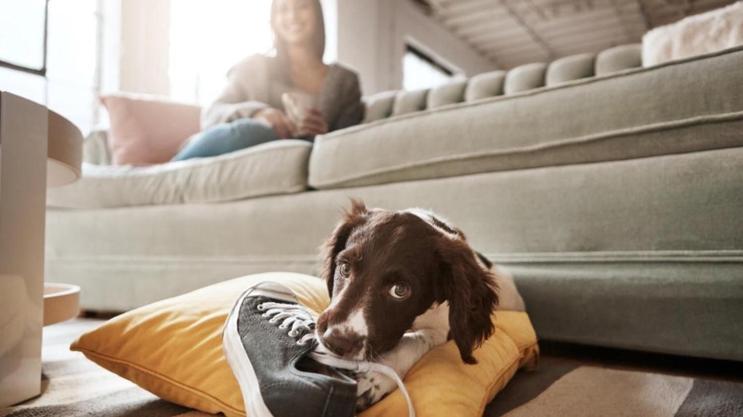 Грызет обувь и портит вещи: как правильно и без вреда отучить собаку от вредной привычки - Pets