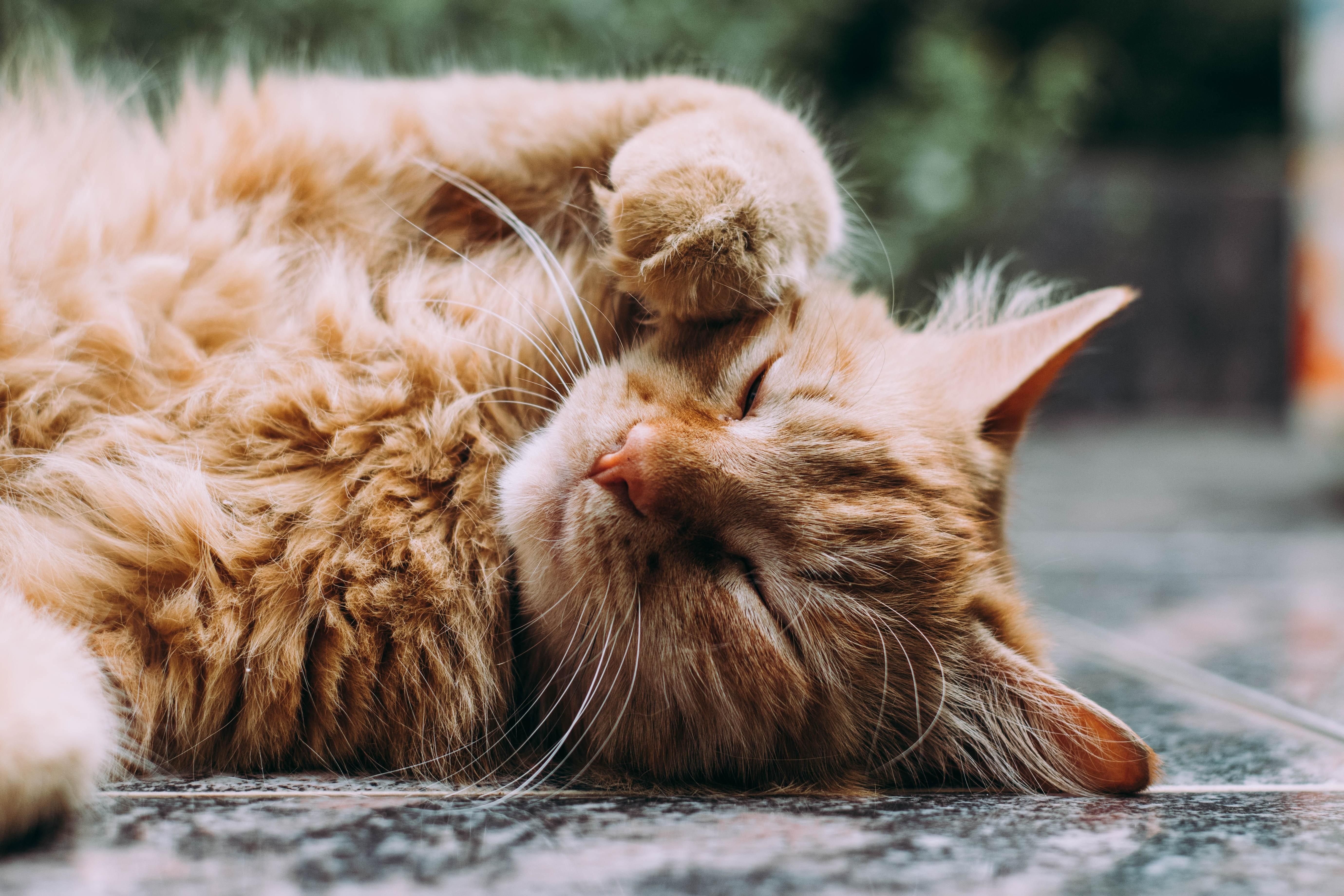 Врятований кіт зачарував соцмережі своїм позуванням: фото пухнастої моделі - Pets
