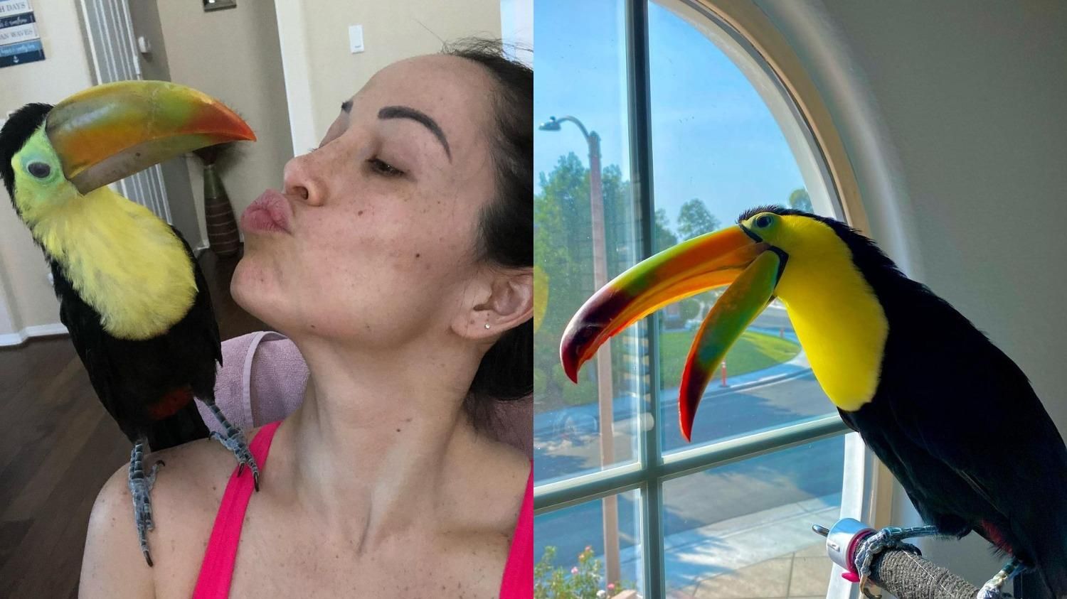 "Не була 2 роки у відпустці": жінка розповіла, як це жити з екзотичним птахом - Pets