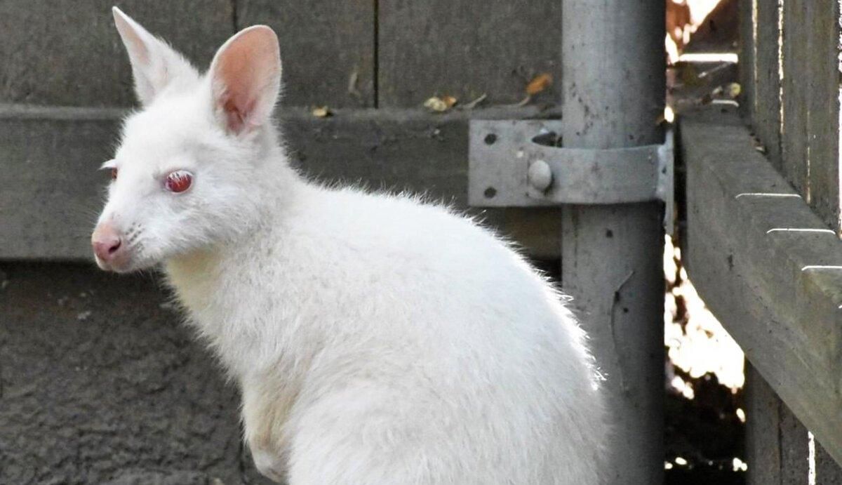 Білий з червоними очима: фото унікального малюка-стрибуна опублікував американський зоопарк - Pets