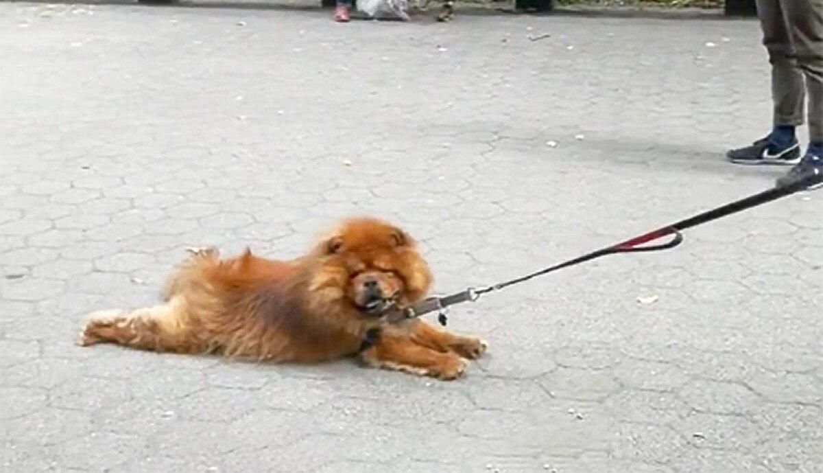 Лінувався гуляти: який спосіб прогулянки обрав хитрий пес – кумедне вірусне відео - Pets