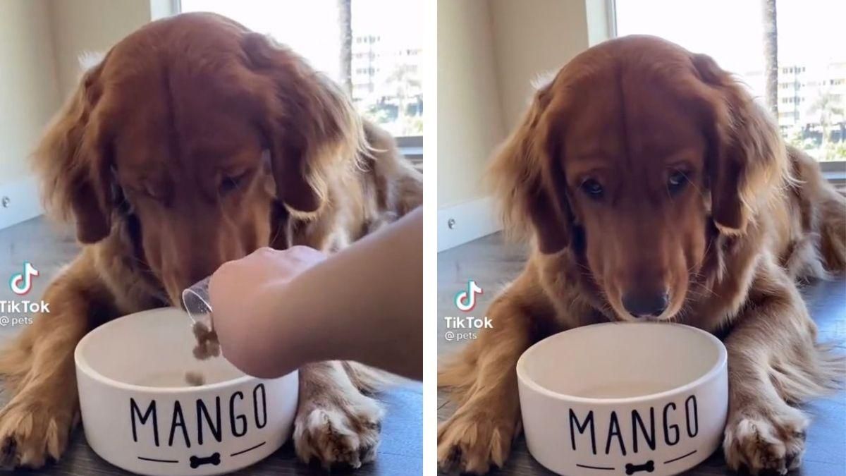Посадили на дієту: негативна реакція пса розсмішила мережу – веселе відео - Pets
