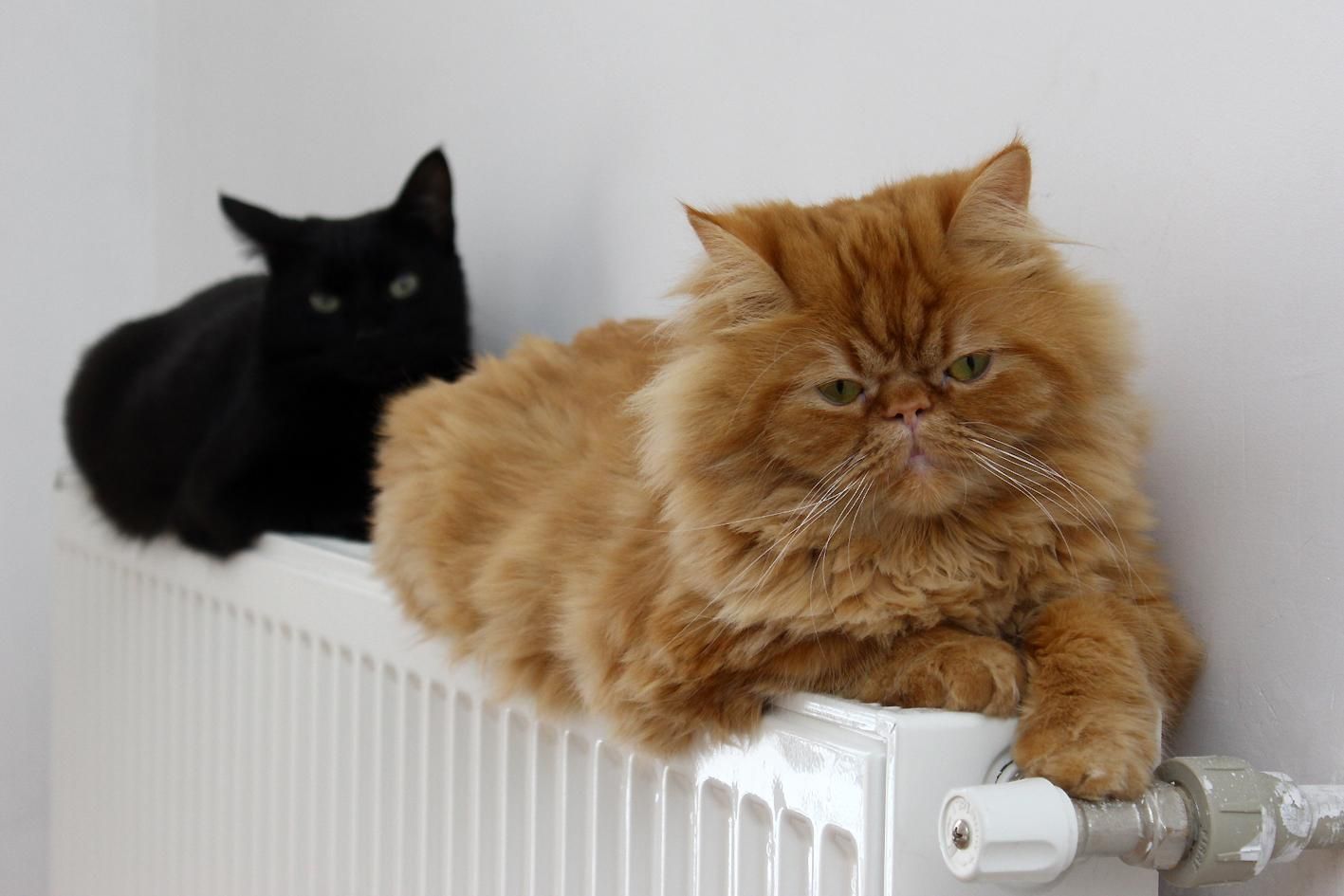 Безопасно ли котам спать на батареях - Pets Безопасно ли котам спать на батареях - Pets